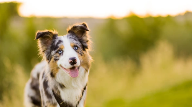 Border Kólia v merle sfarbení